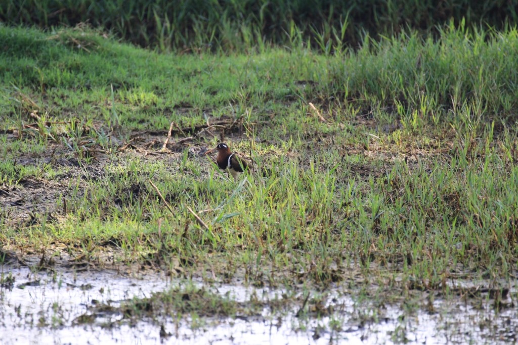 Greater Painted-Snipe - ML98334021