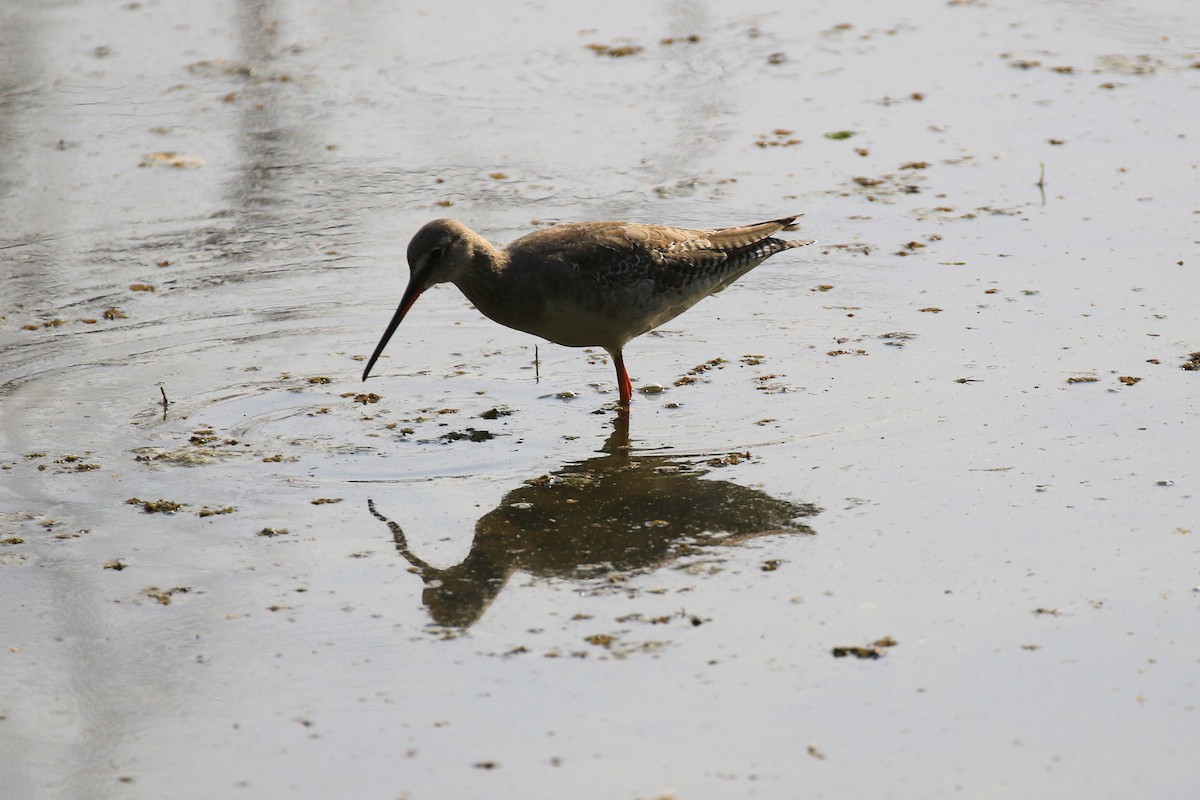 Spotted Redshank - ML98334151