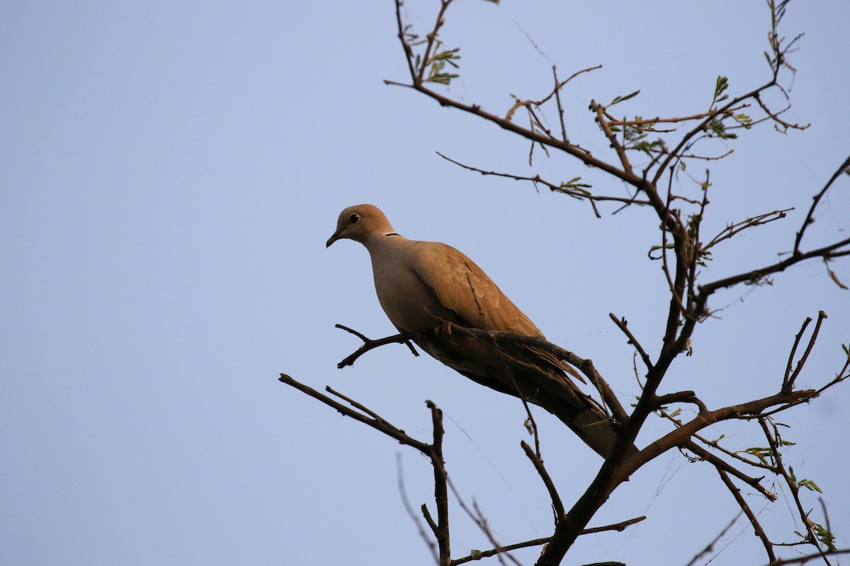 Eurasian Collared-Dove - ML98334501