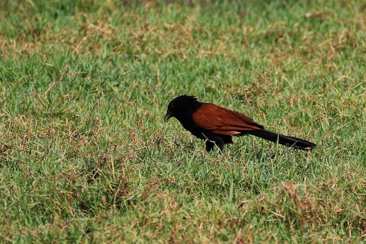 Greater Coucal - ML98334521