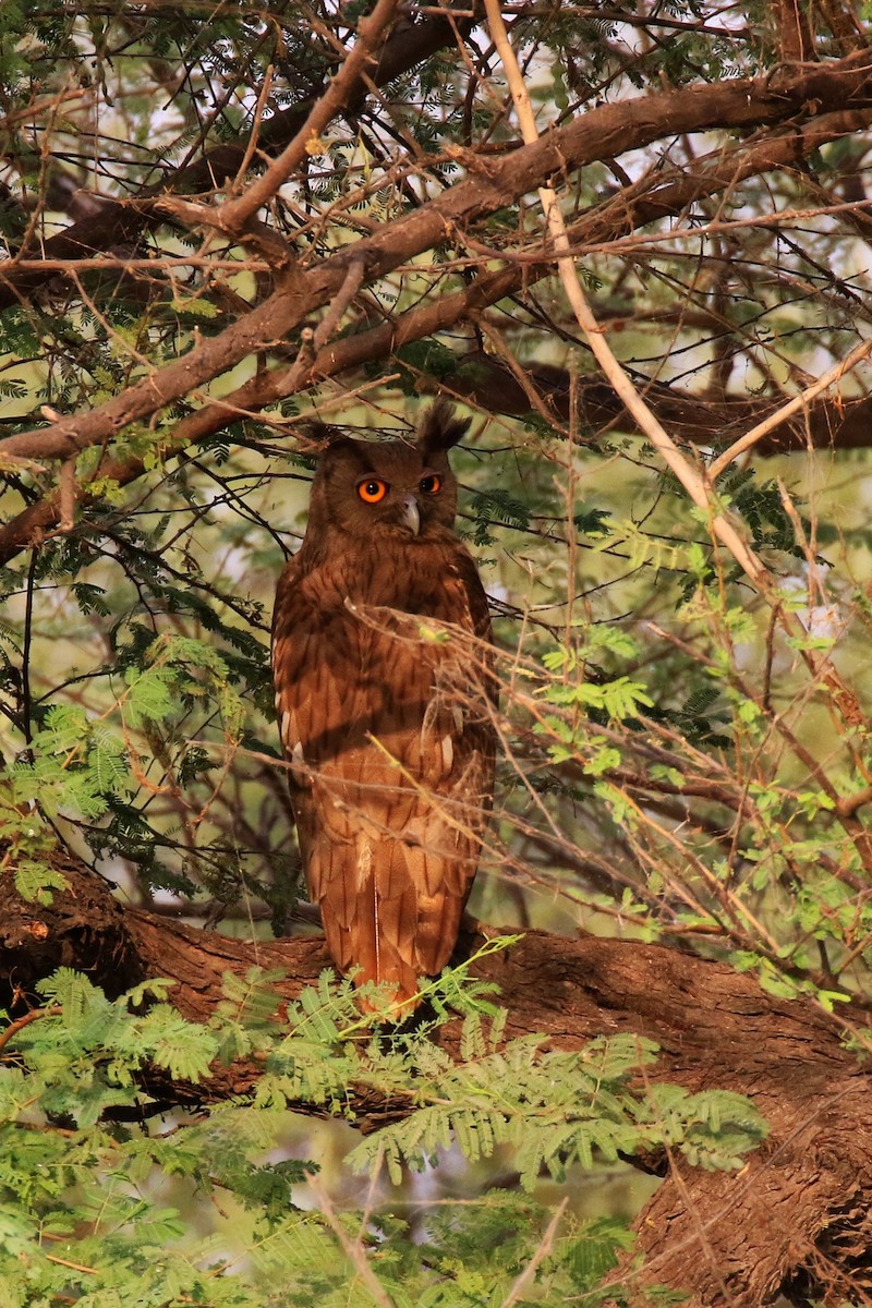 Dusky Eagle-Owl - Denis Tétreault