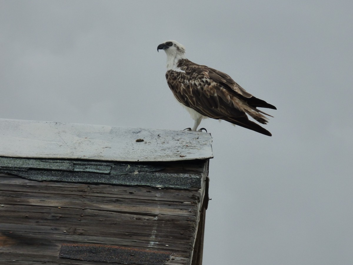 Águila Pescadora (ridgwayi) - ML98334991