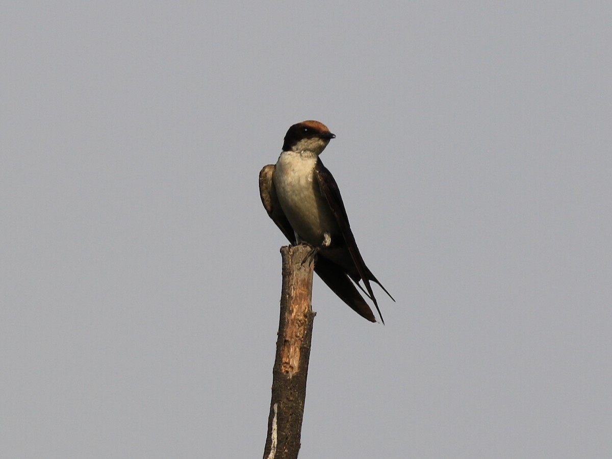 Wire-tailed Swallow - ML98336651