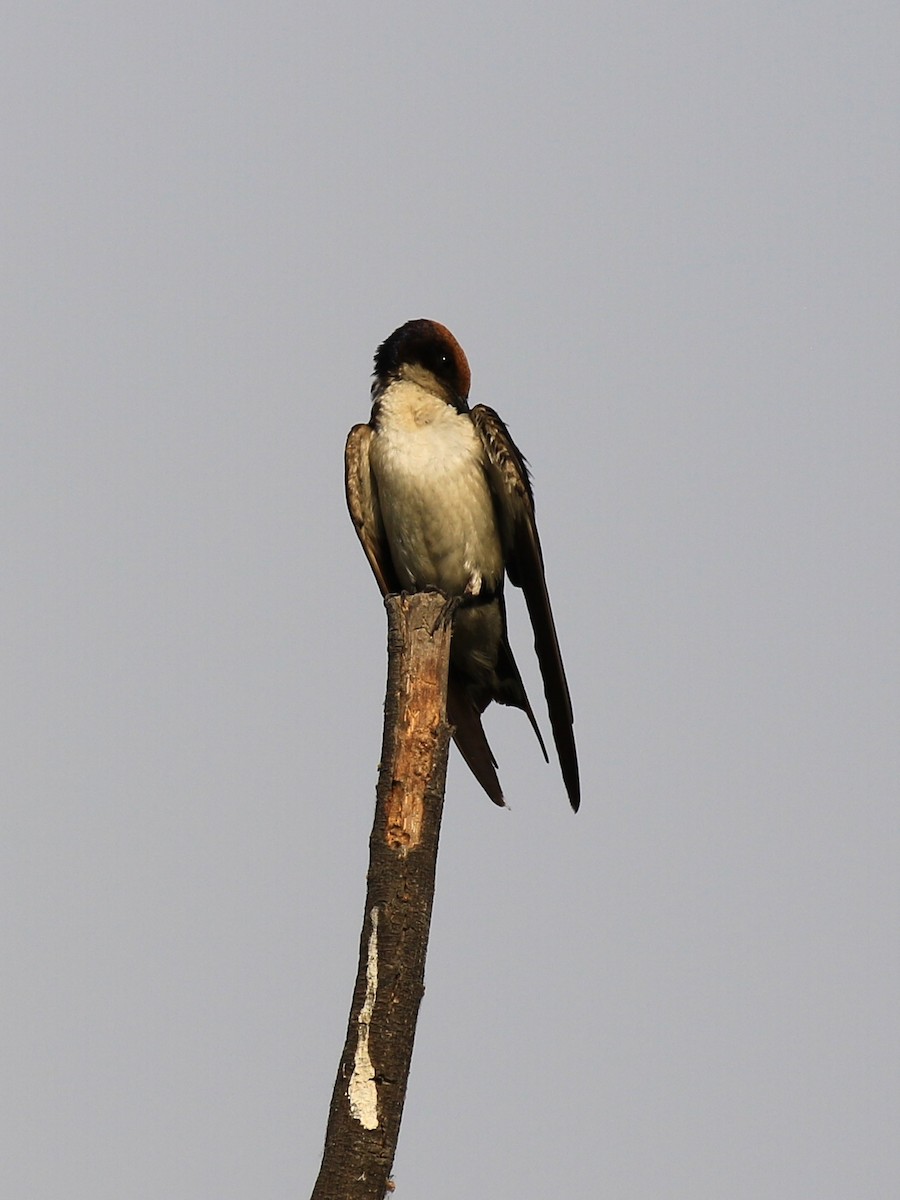 Wire-tailed Swallow - ML98336661