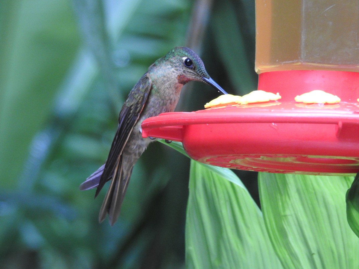 kolibřík hnědobřichý - ML98341831
