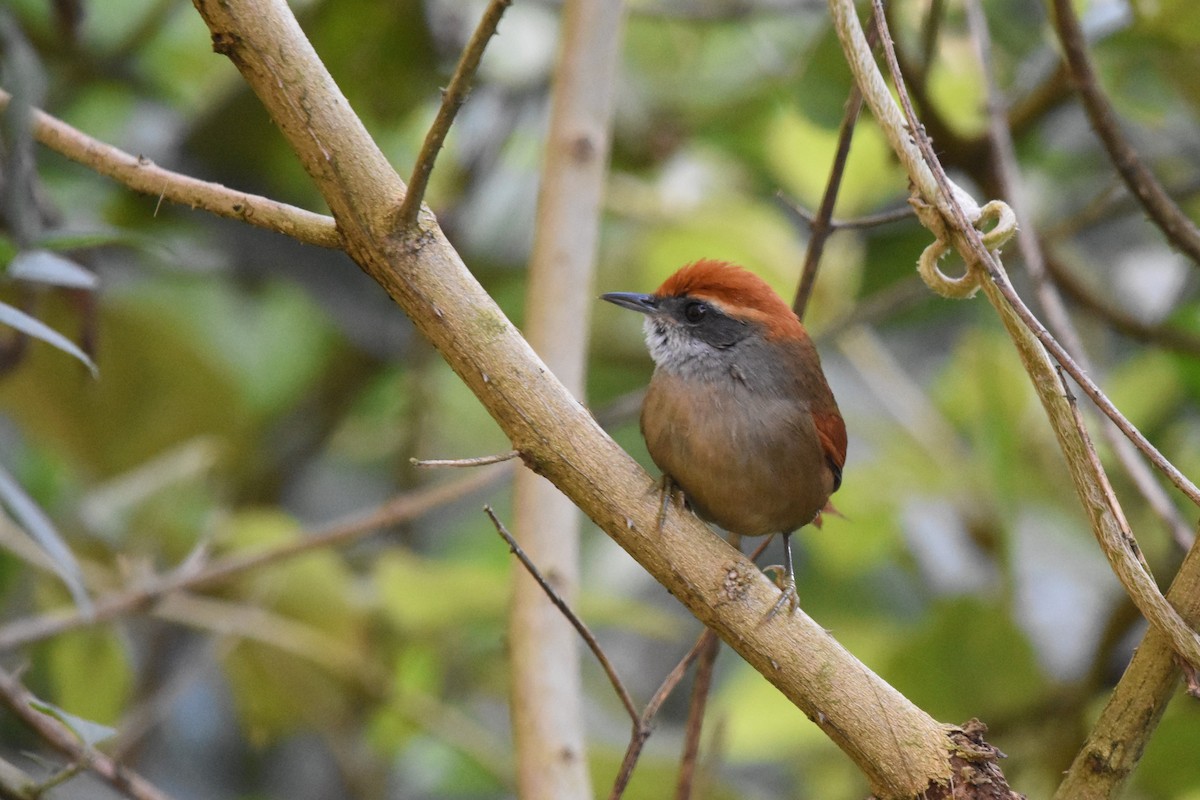 Rufous-capped Spinetail - ML98345261