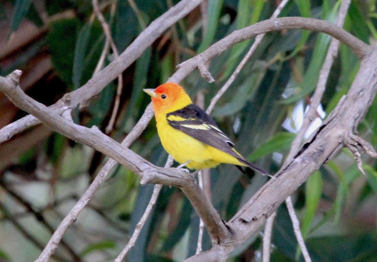 Western Tanager - ML98345711