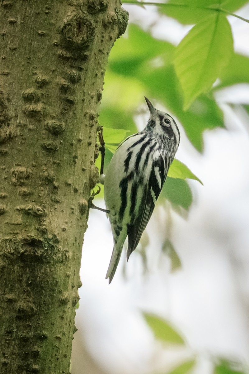 Black-and-white Warbler - ML98346611