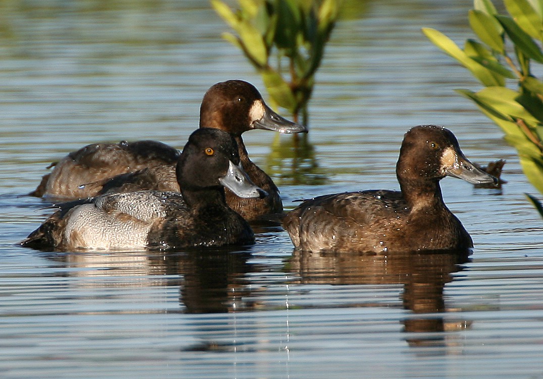 Lesser Scaup - Michael Walther