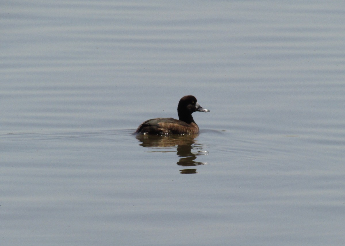Greater Scaup - ML98346801