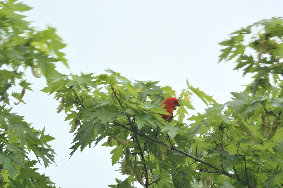 Scarlet Tanager - ML98348511