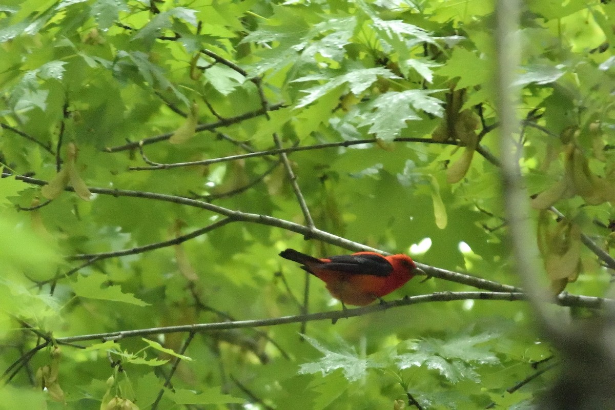 Scarlet Tanager - ML98348521