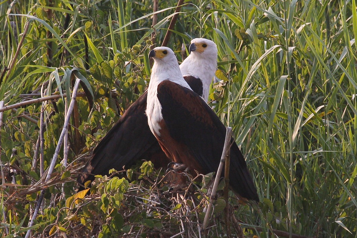 African Fish-Eagle - ML98348991