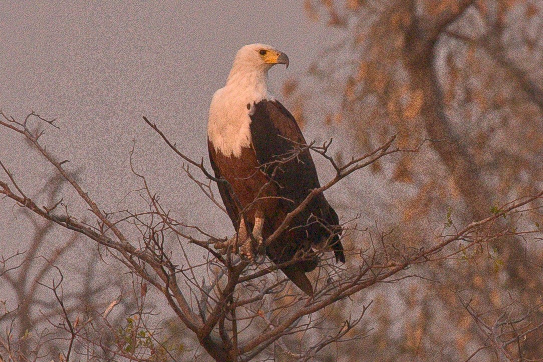 African Fish-Eagle - ML98349031