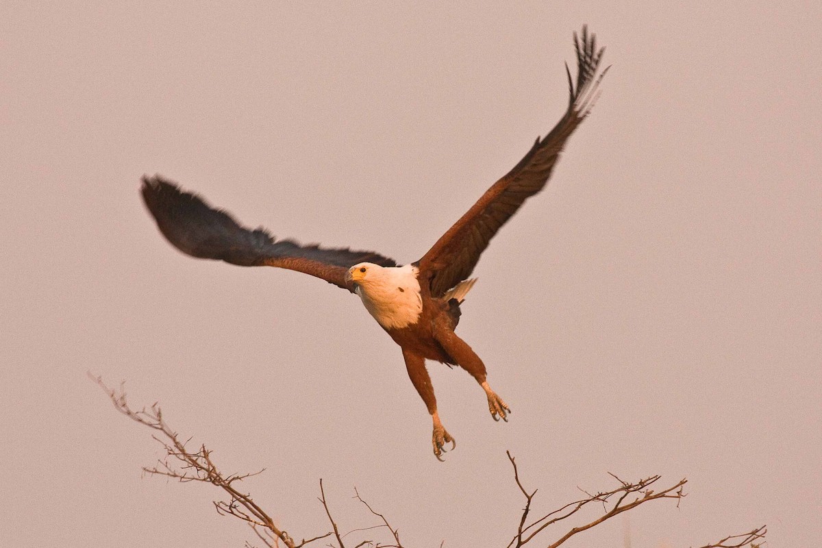 African Fish-Eagle - ML98349131