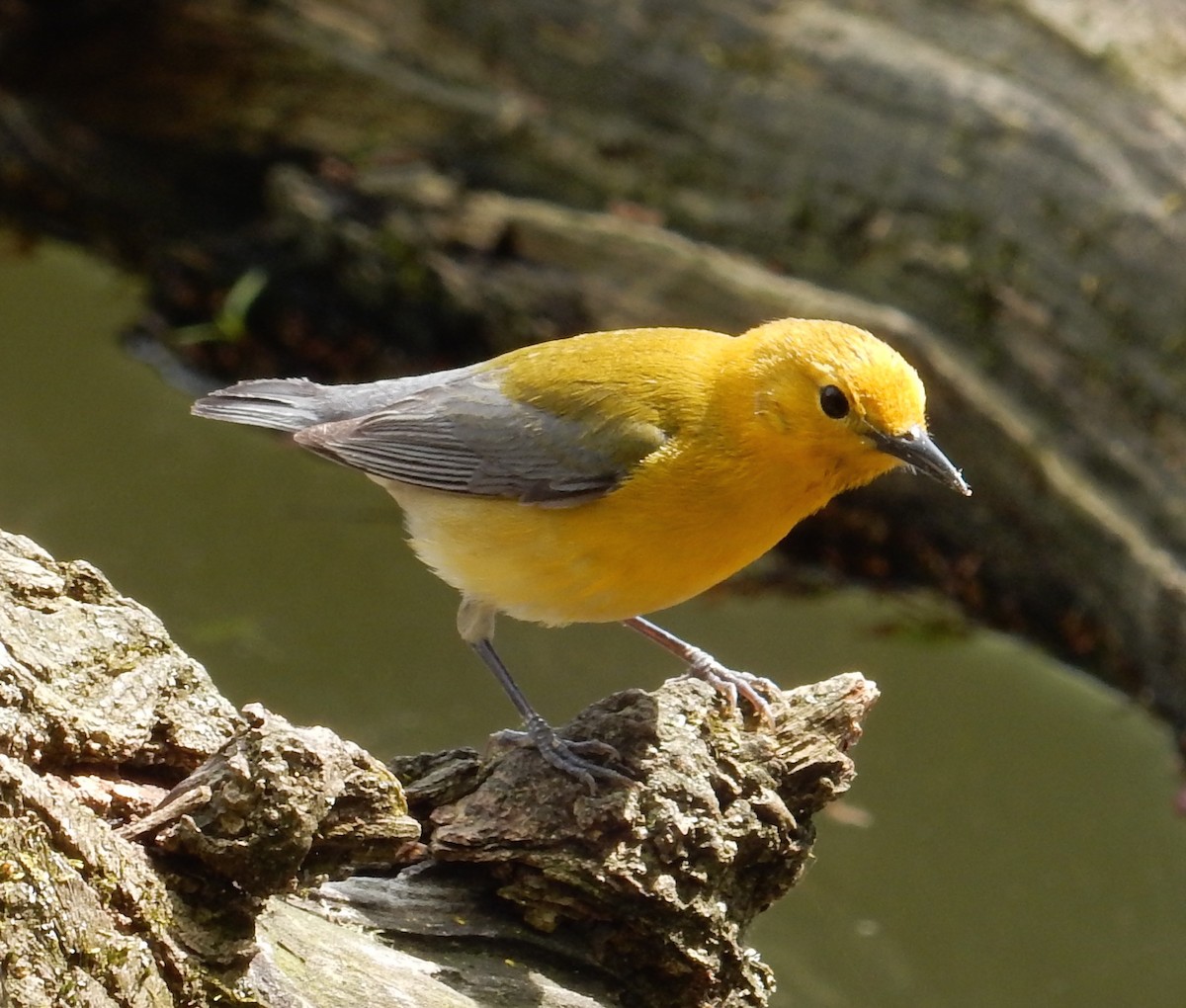 Prothonotary Warbler - Peter Paul