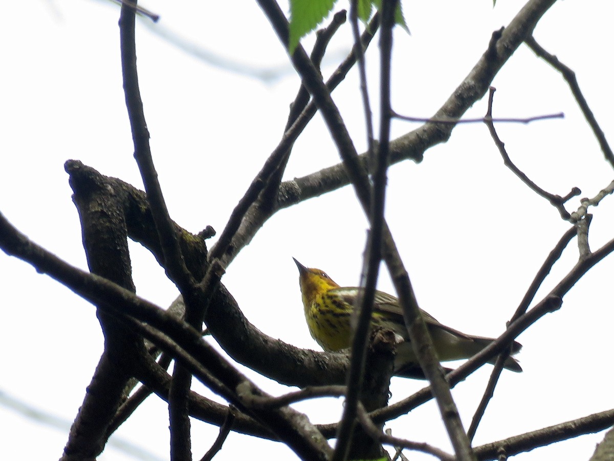 Cape May Warbler - ML98354631