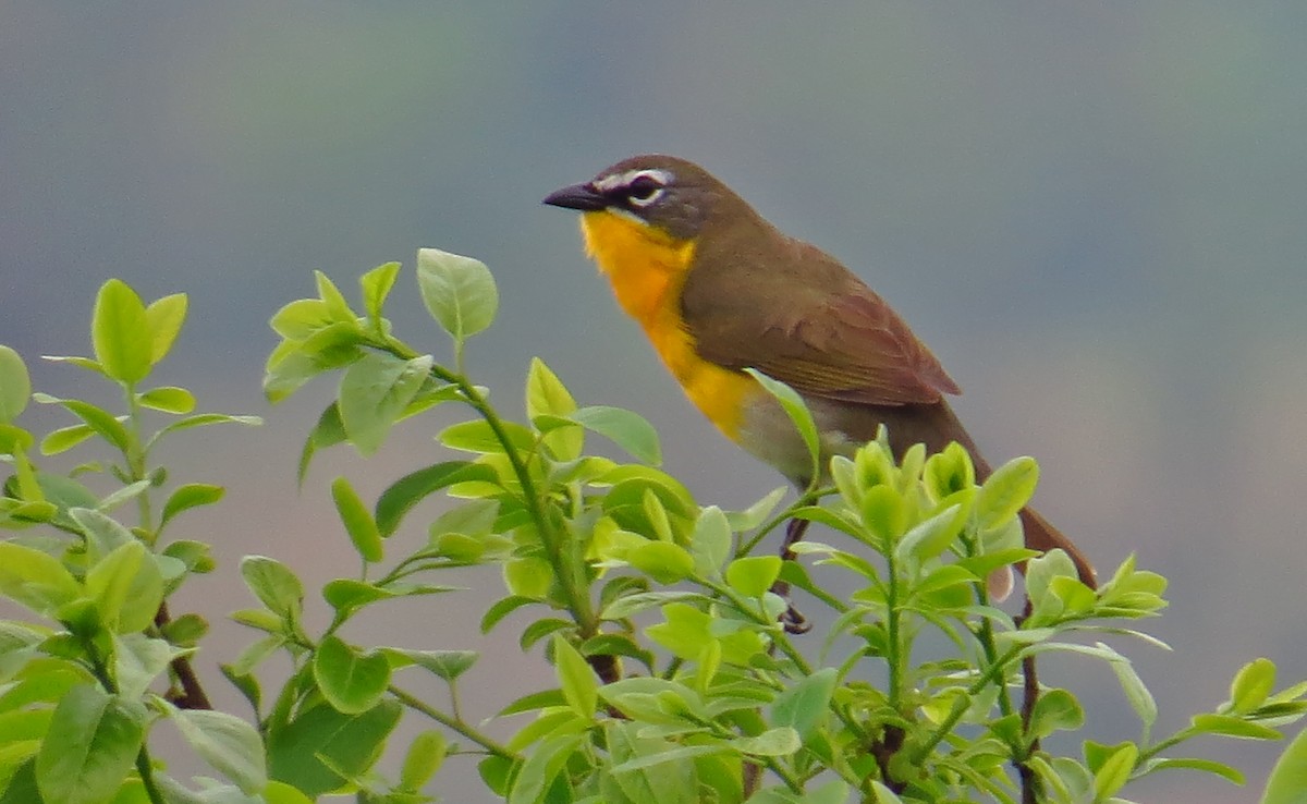 Yellow-breasted Chat - ML98354721