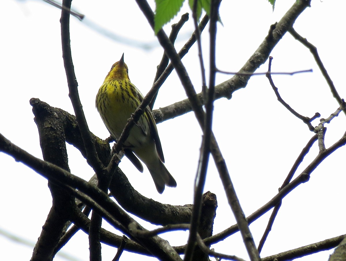 Cape May Warbler - ML98354771