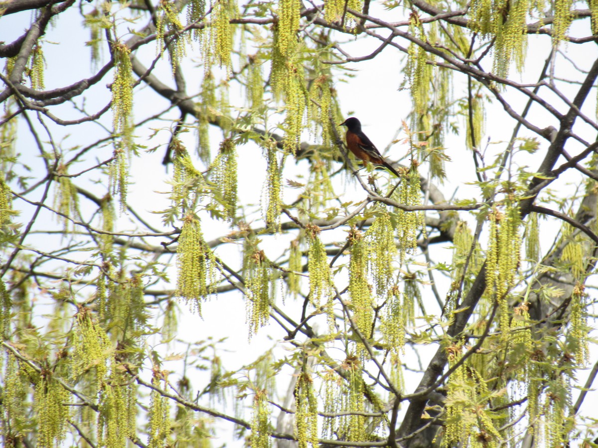 Orchard Oriole - ML98358711