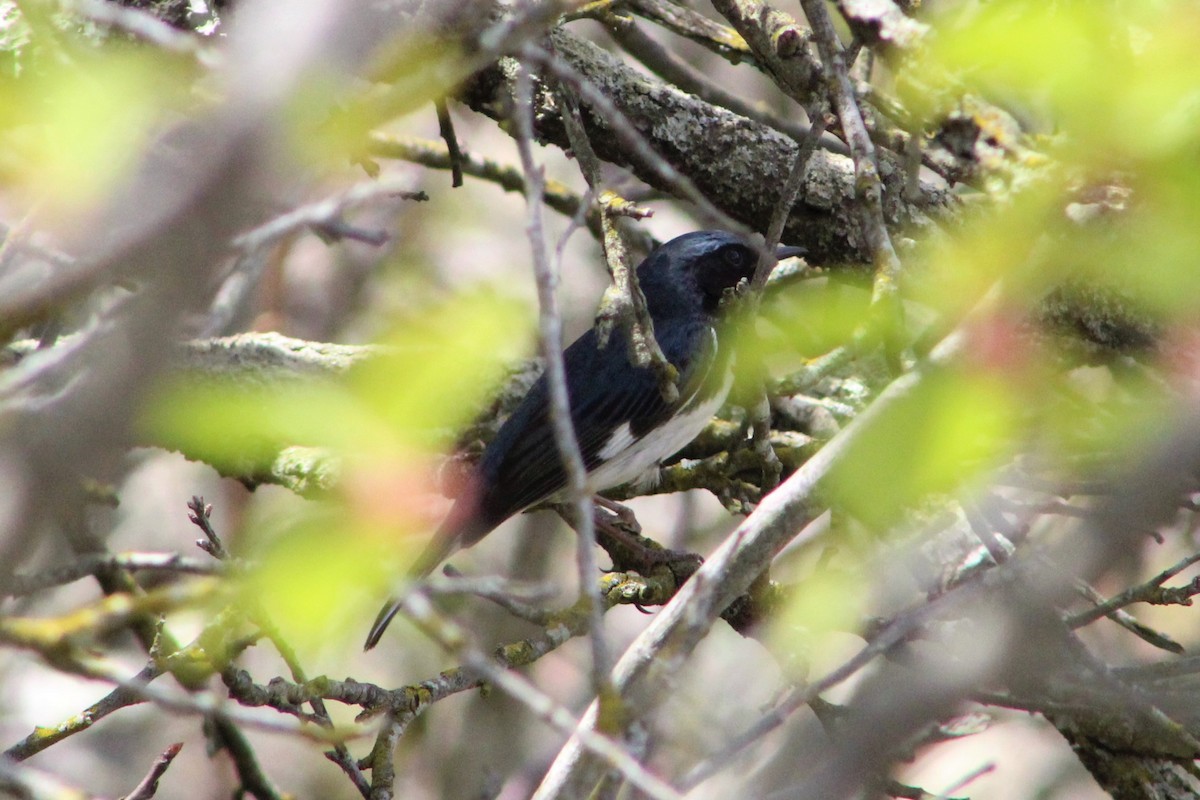 Black-throated Blue Warbler - ML98359421