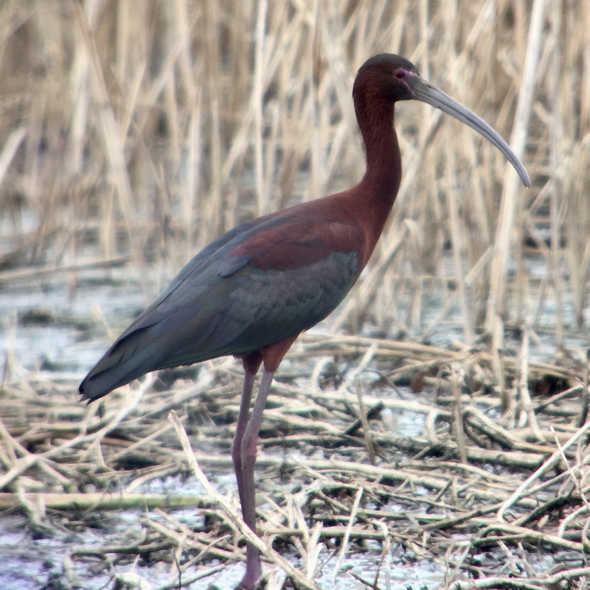ibis hnědý x americký (hybrid) - ML98359691