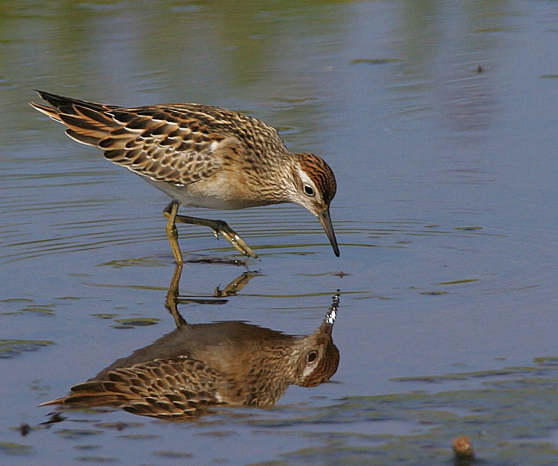 Sharp-tailed Sandpiper - Michael Walther