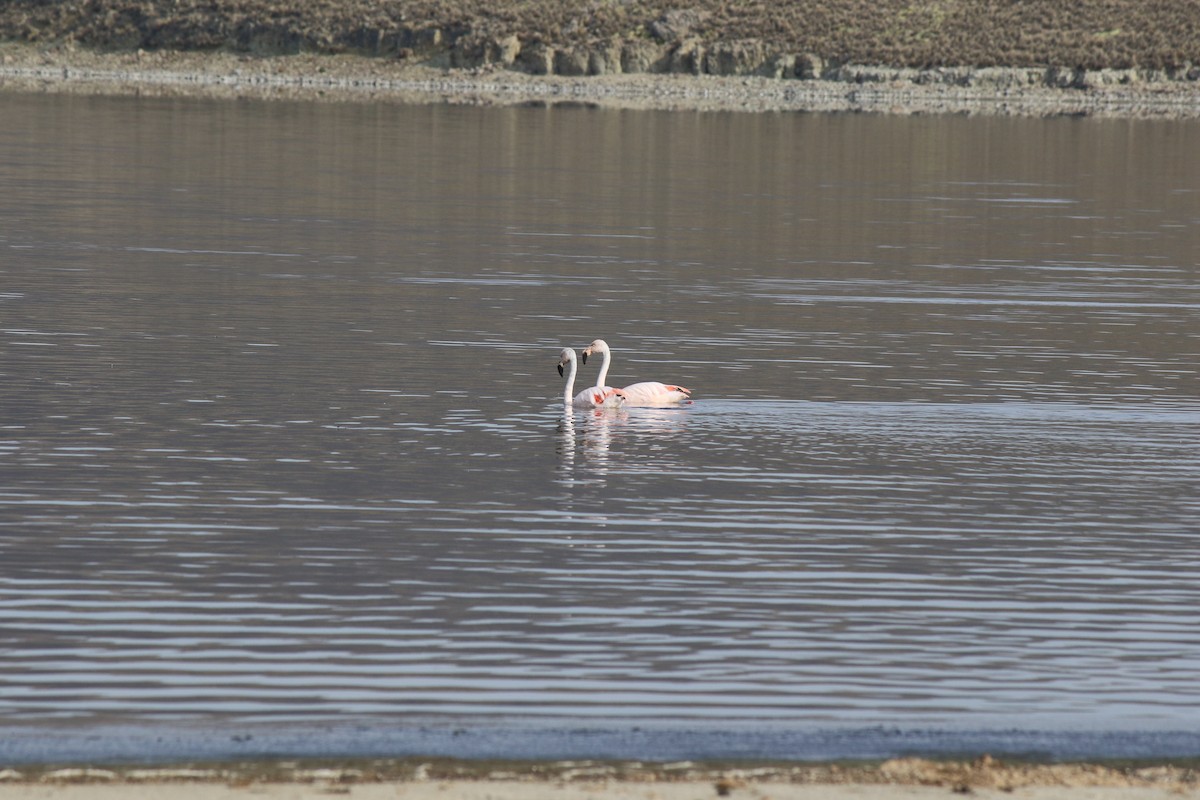 Chilean Flamingo - OEFA Organismo de Evaluación y Fiscalización Ambiental