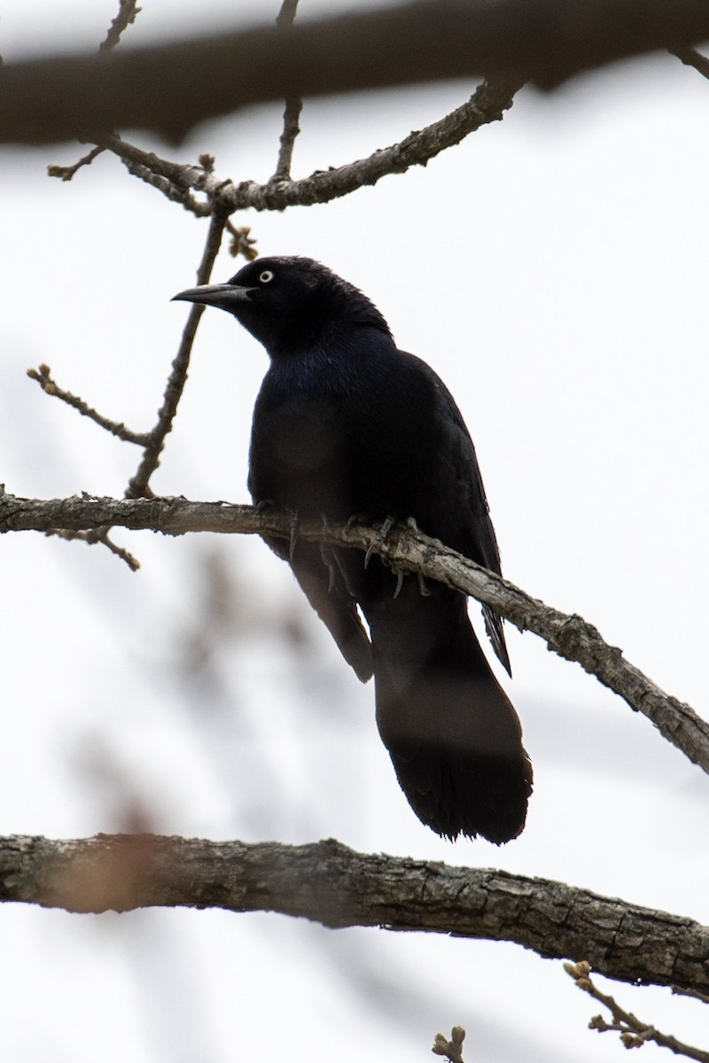 Boat-tailed Grackle - ML98361221