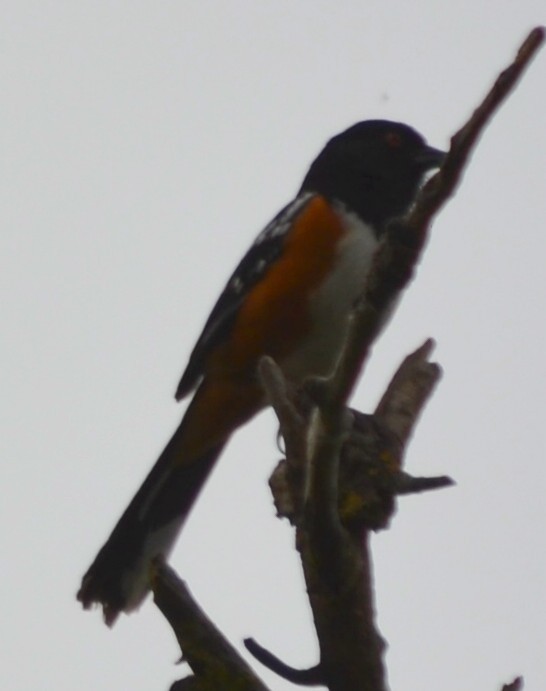 Spotted Towhee - ML98364161