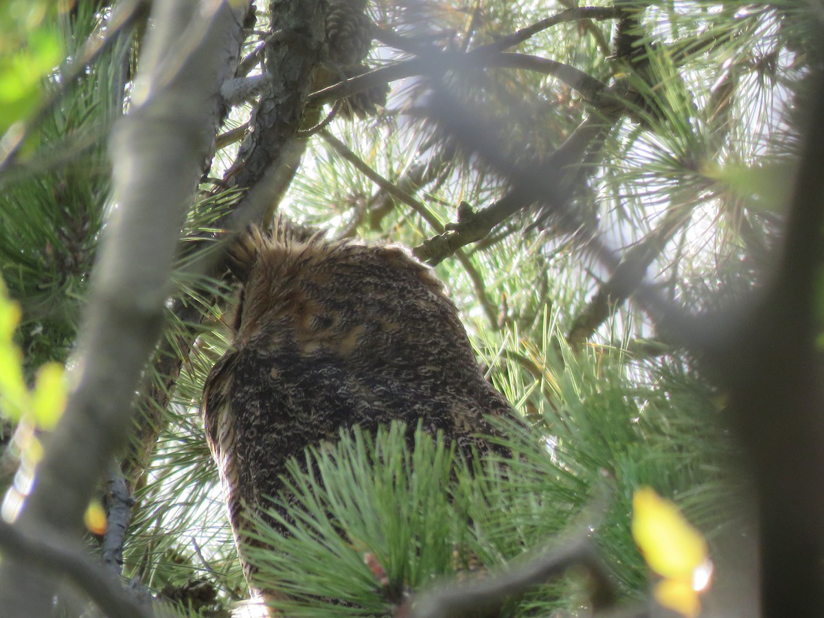Great Horned Owl - ML98364211