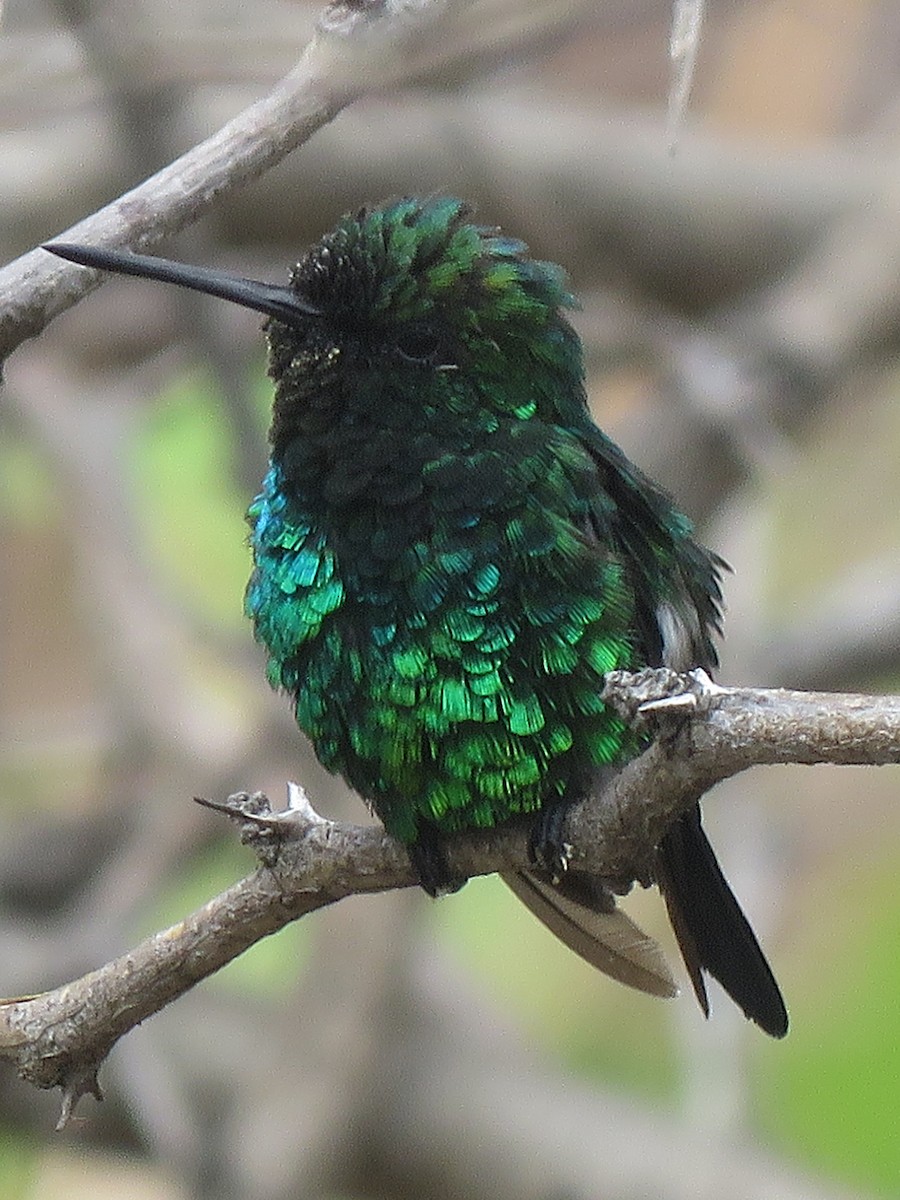 Blue-tailed Emerald - ML98364721