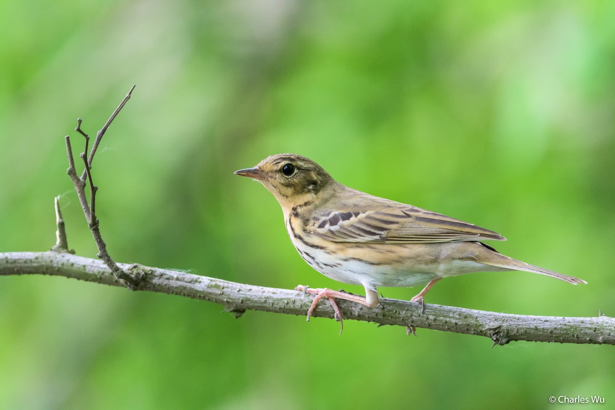 Olive-backed Pipit - ML98365311