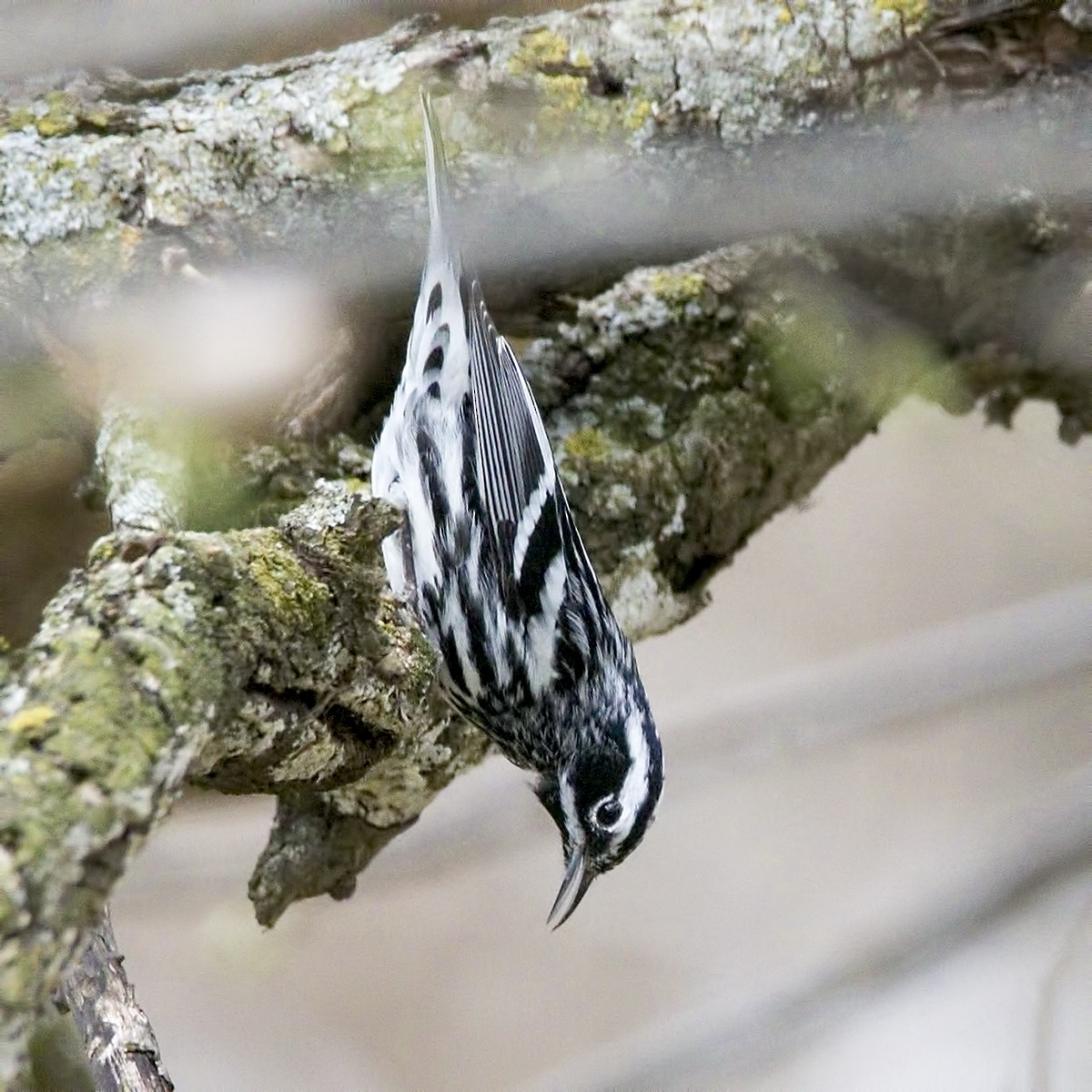 Black-and-white Warbler - ML98366201