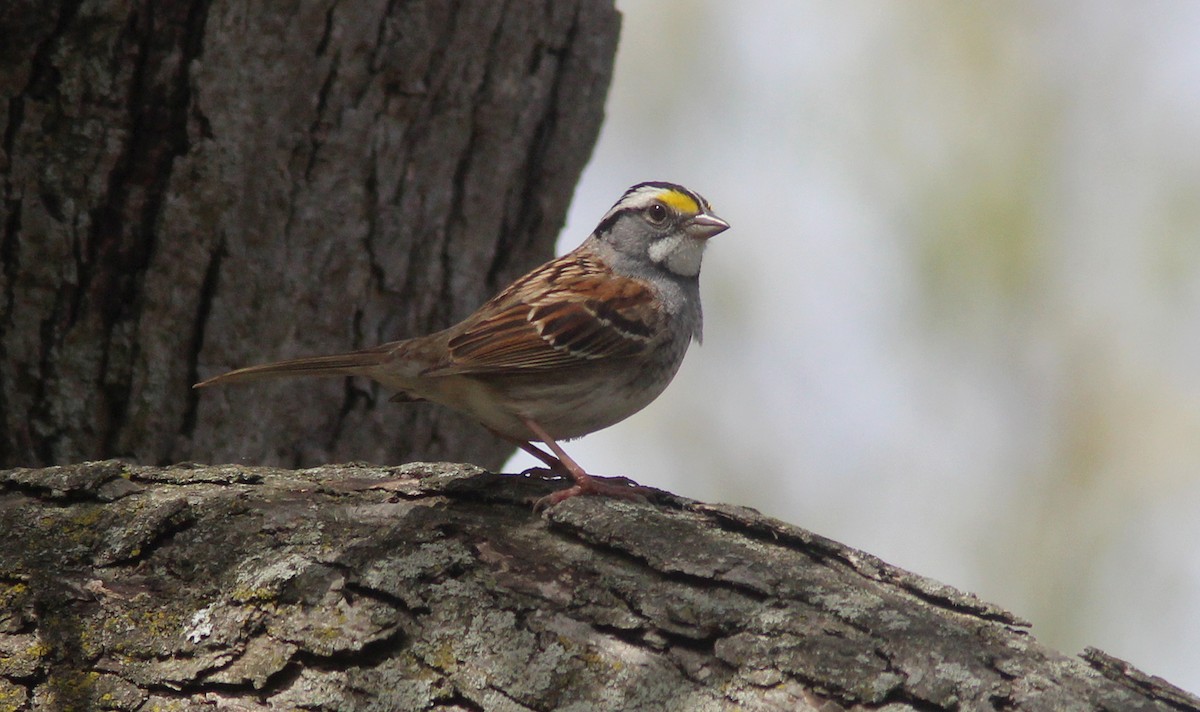 White-throated Sparrow - Tom Smith
