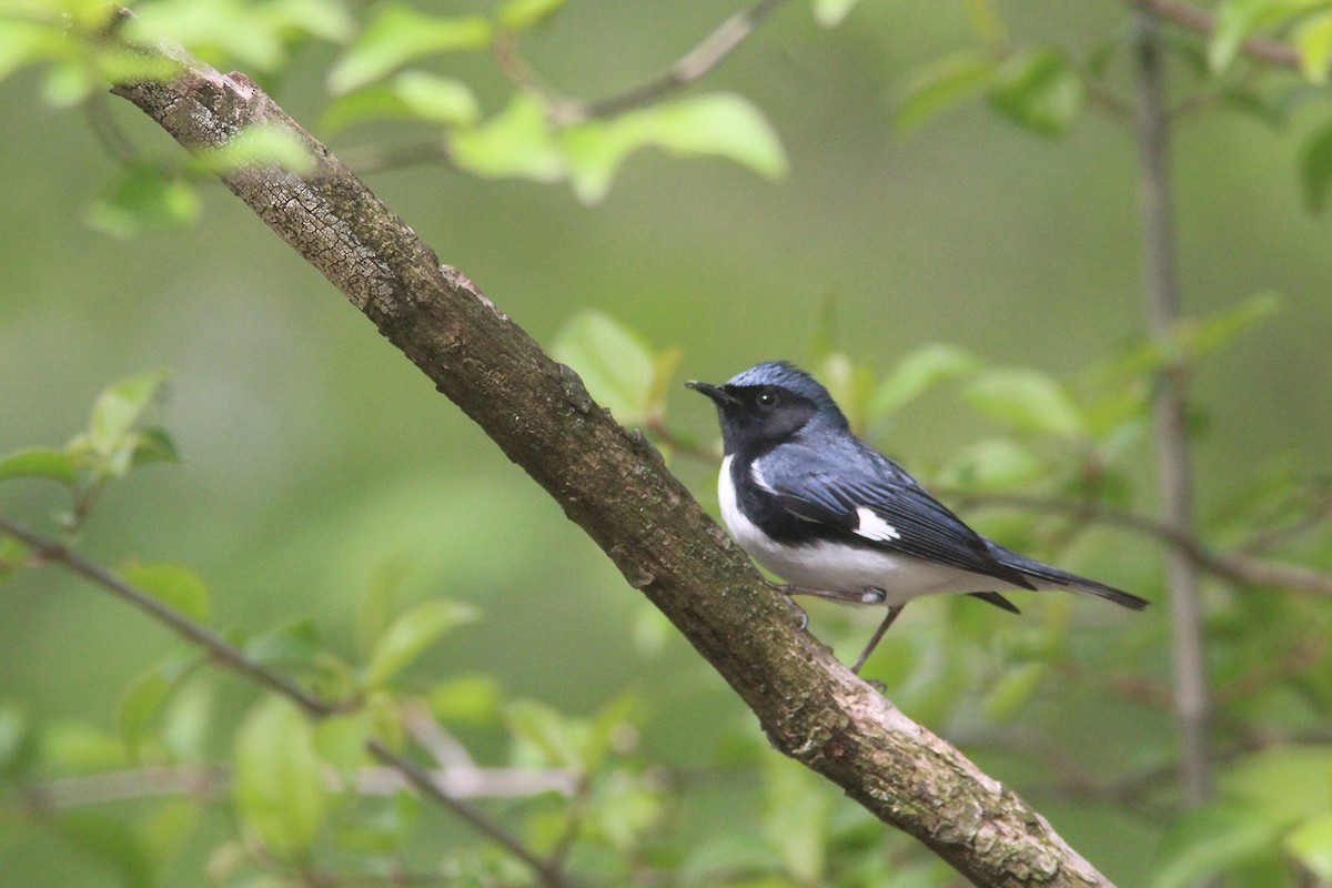 Black-throated Blue Warbler - ML98367831