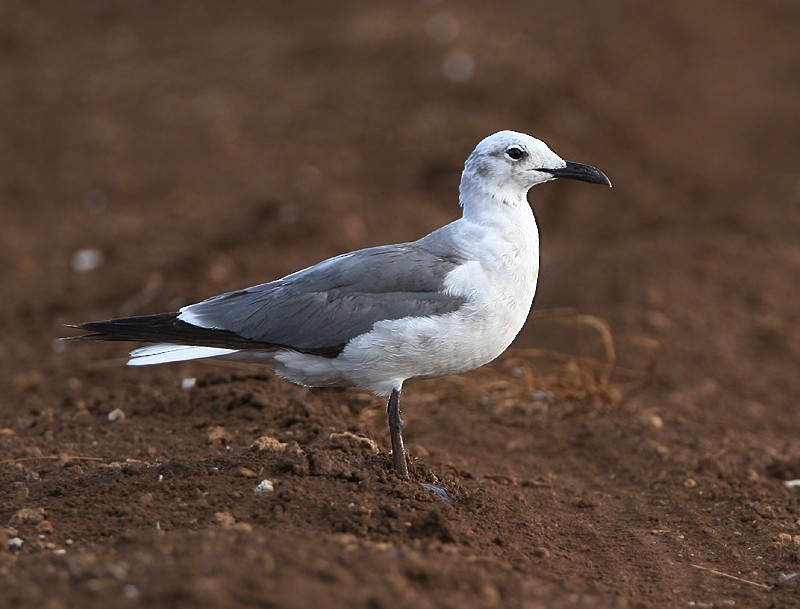 Laughing Gull - Michael Walther