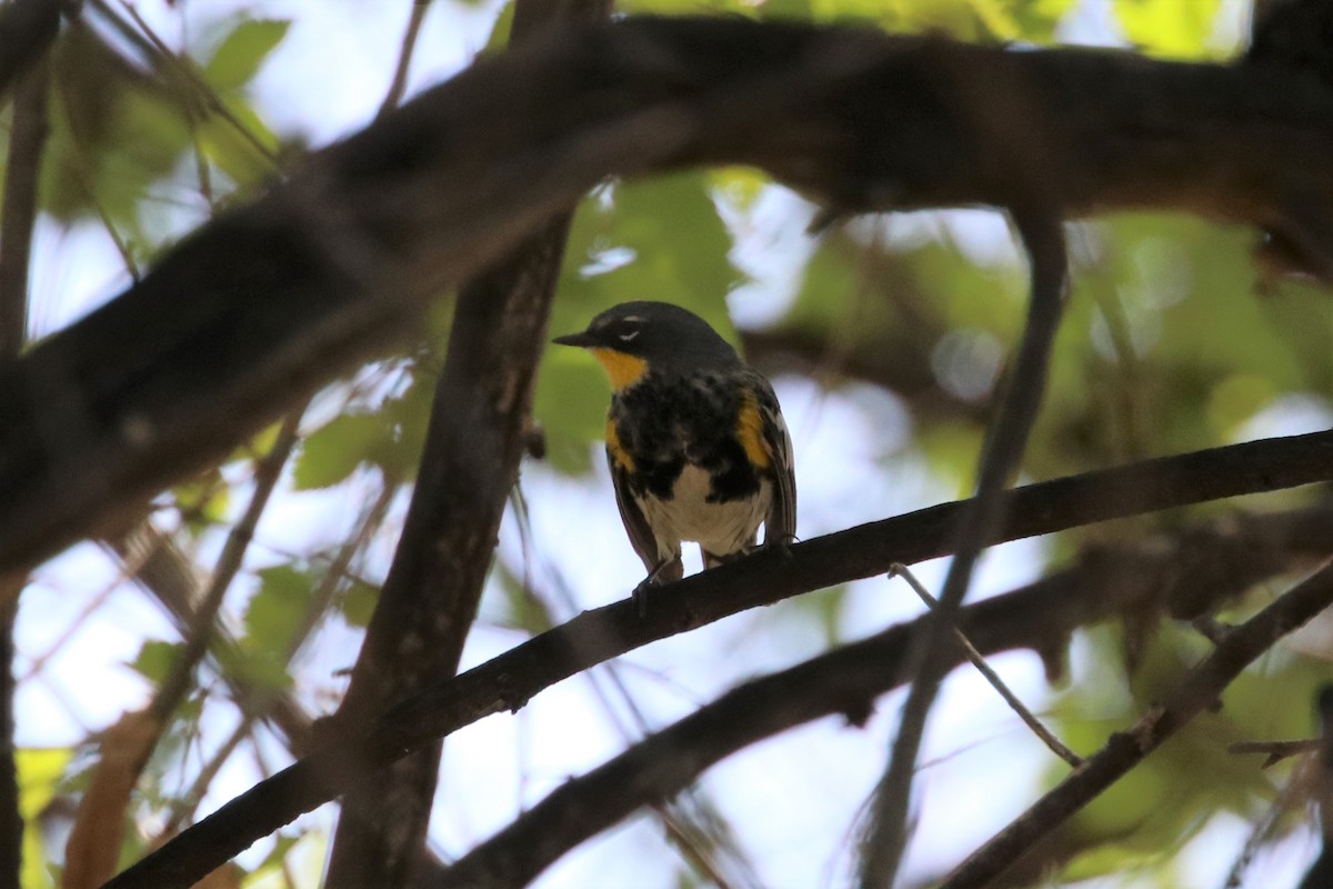 Yellow-rumped Warbler (Audubon's) - John Bruder