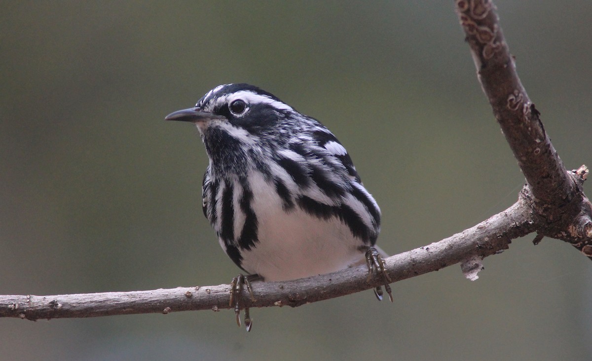 Black-and-white Warbler - ML98370761