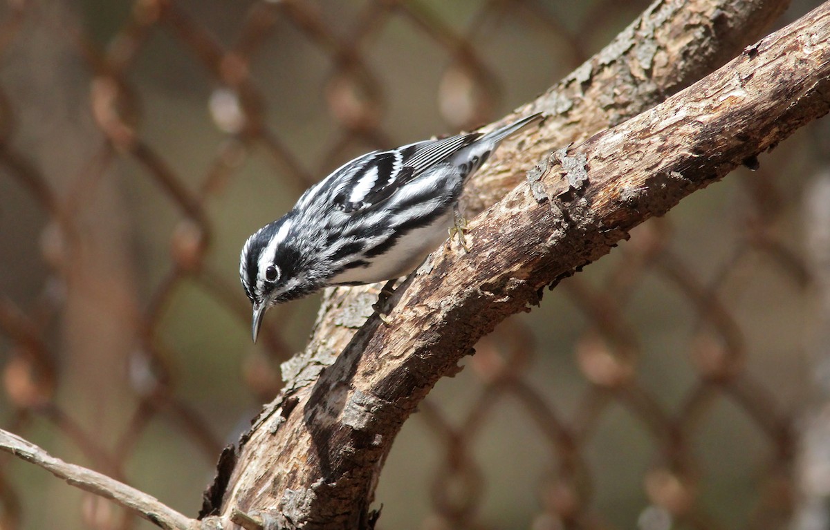 Black-and-white Warbler - ML98370781