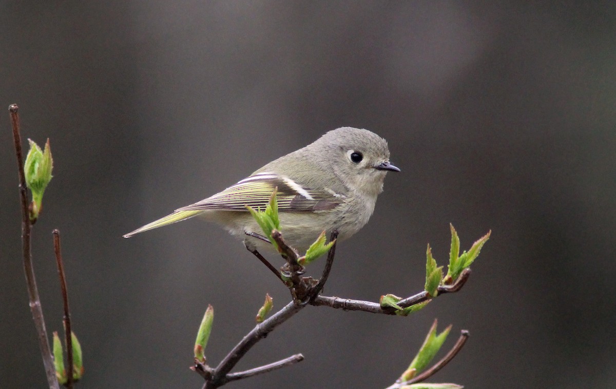 Ruby-crowned Kinglet - Tom Smith