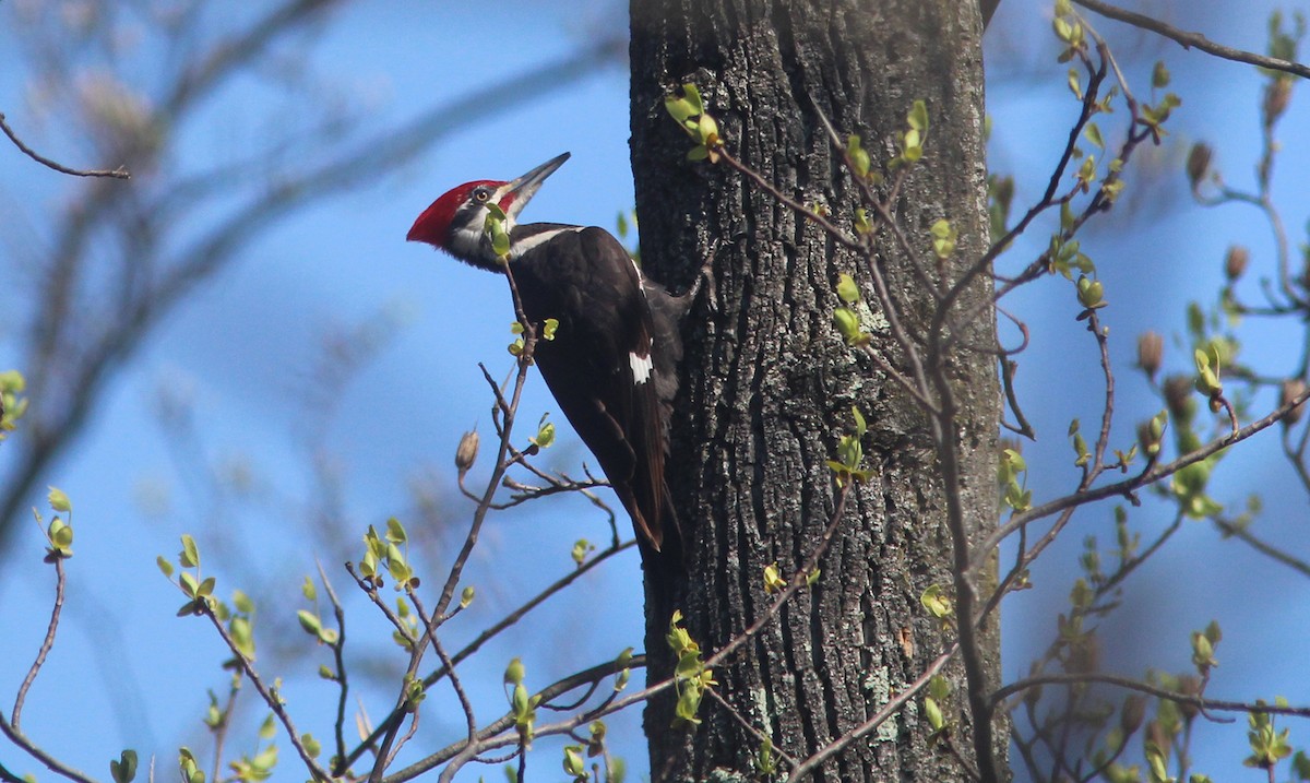 Pileated Woodpecker - Tom Smith