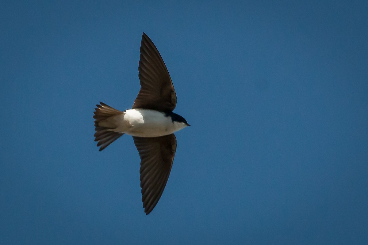 Tree Swallow - Terry Boswell