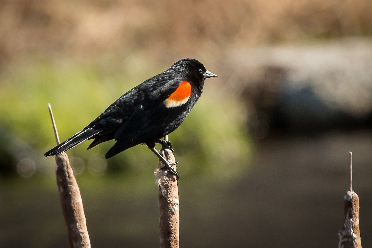 Red-winged Blackbird - Terry Boswell