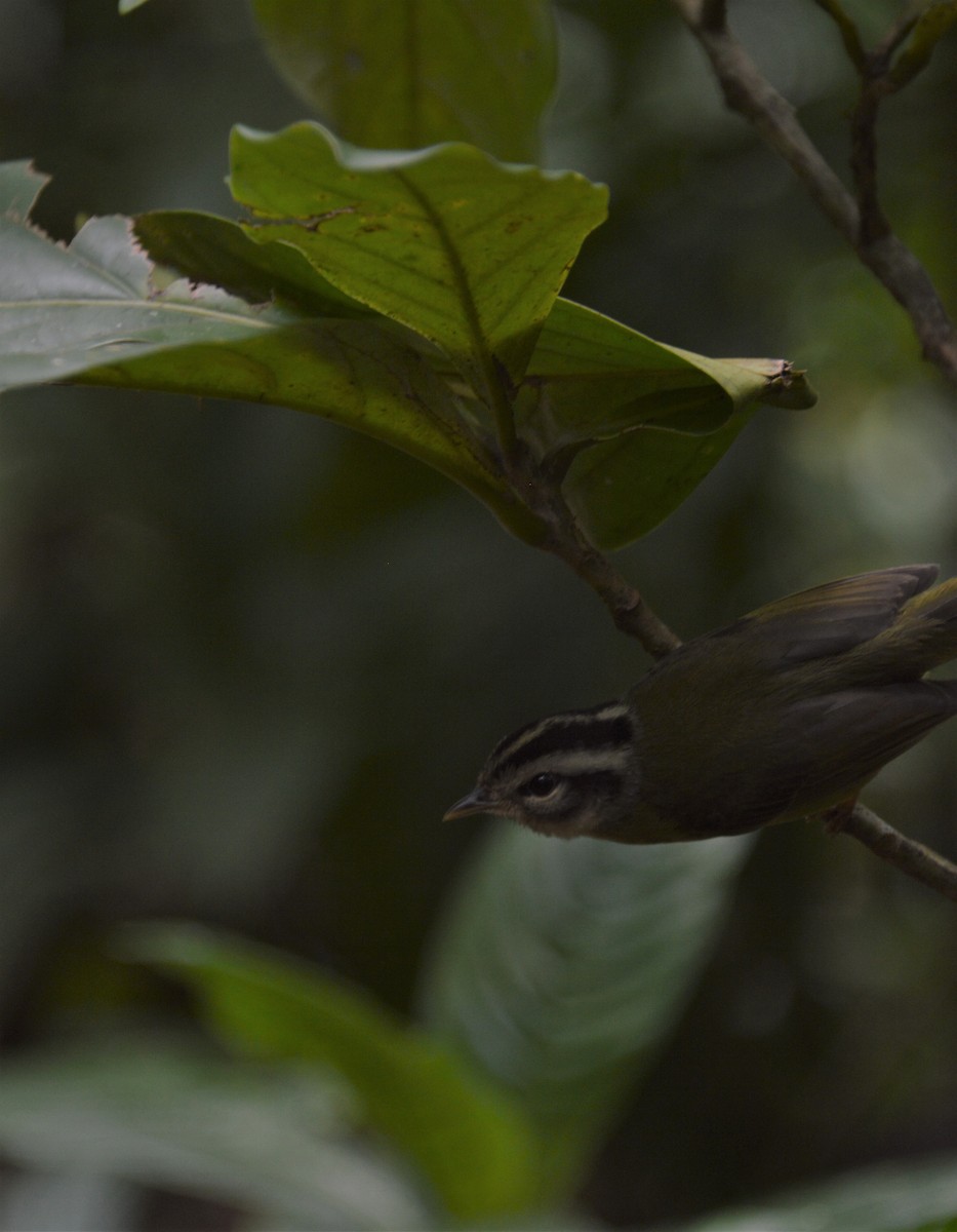 Costa Rican Warbler - ML98372511