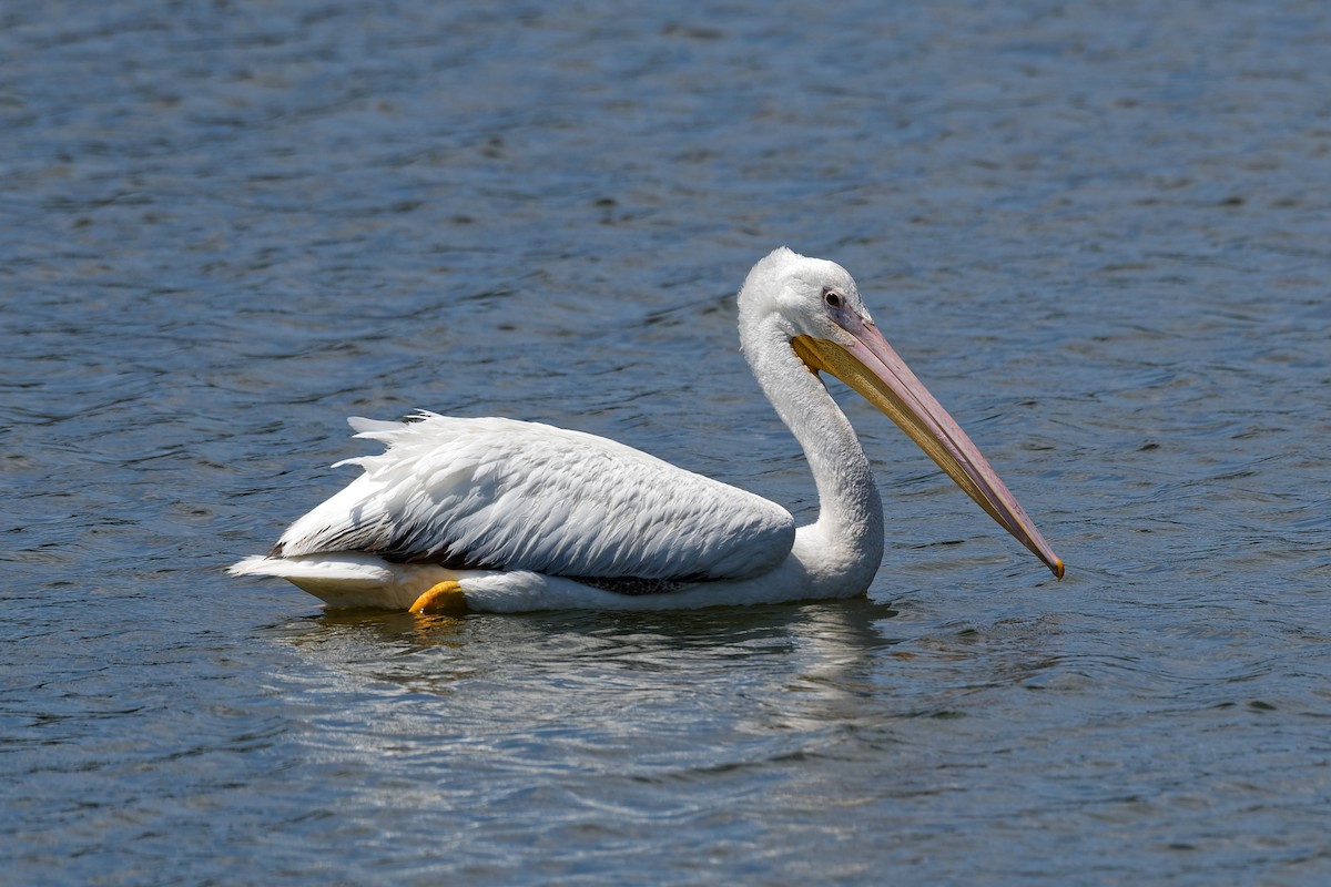 American White Pelican - Don Danko