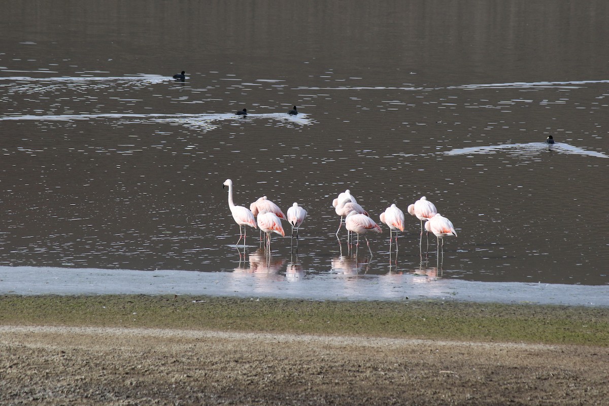 Chilean Flamingo - ML98378411