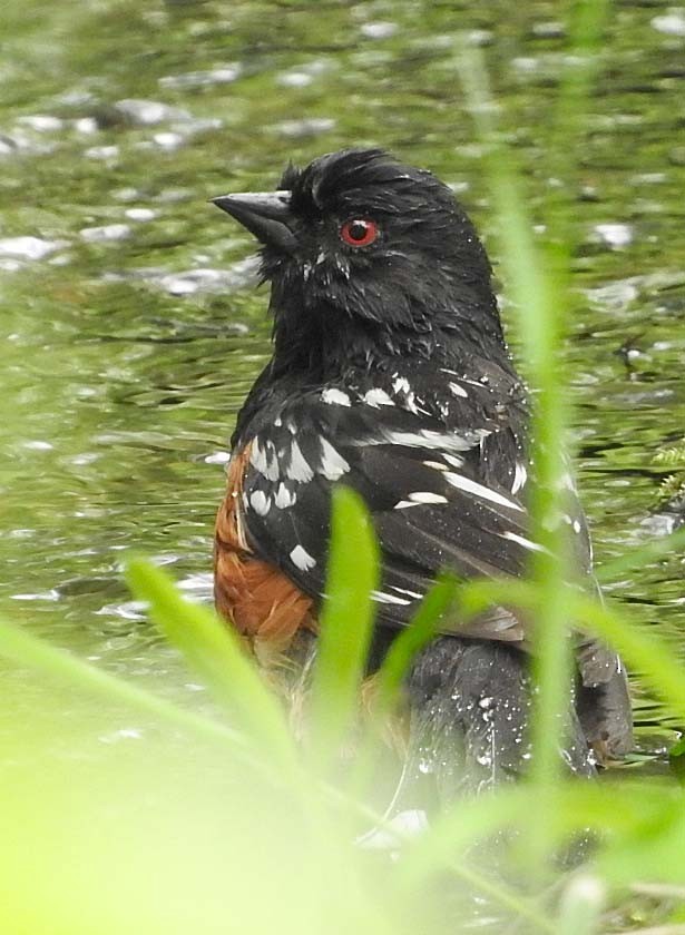 Spotted Towhee - ML98378421