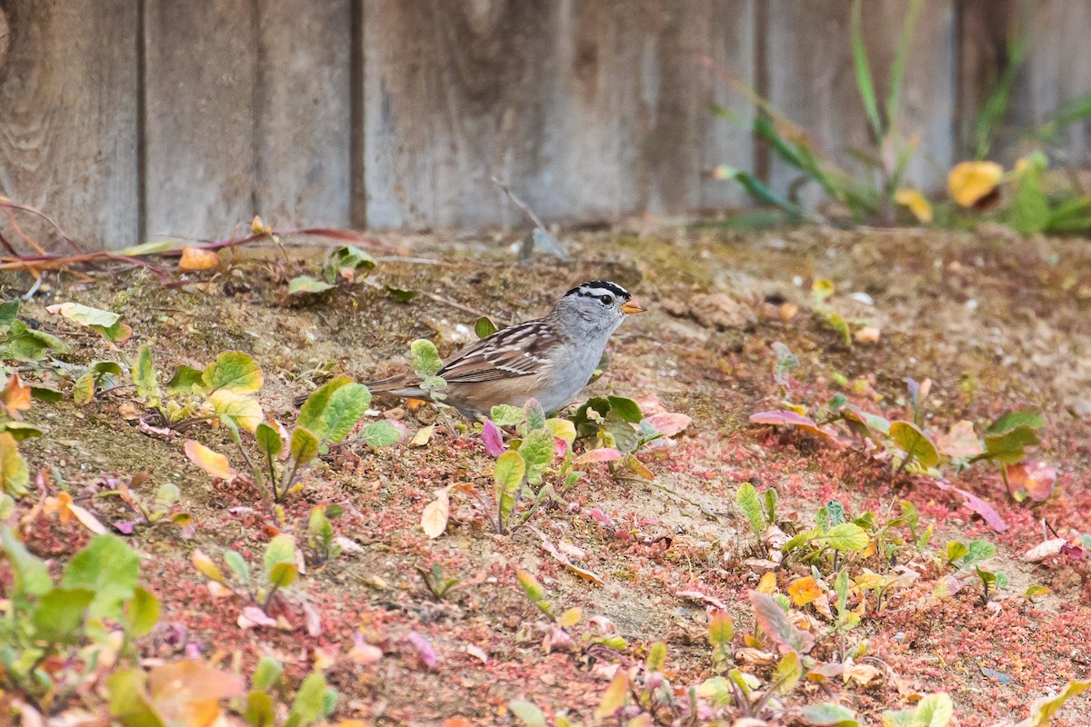White-crowned Sparrow - ML98379611