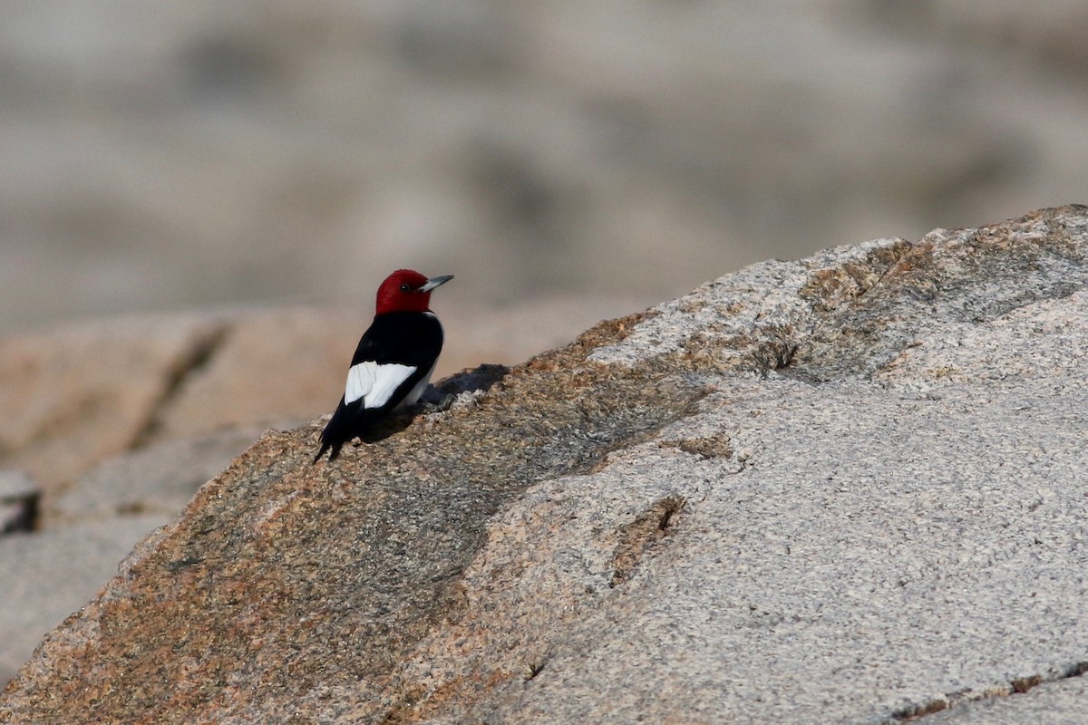 Red-headed Woodpecker - ML98381781
